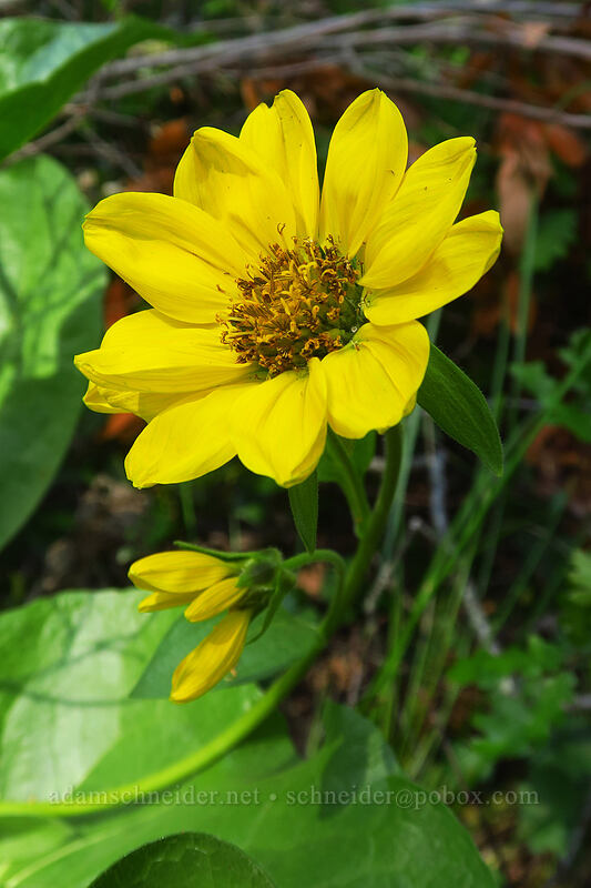 deltoid balsamroot (Balsamorhiza deltoidea) [Kerby Flat Trail, Rogue River-Siskiyou National Forest, Josephine County, Oregon]