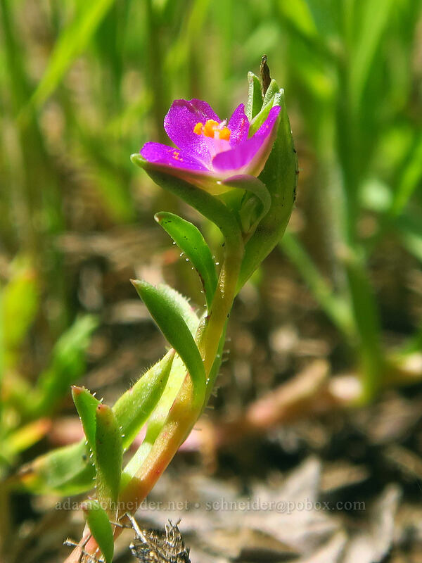 red maids (Calandrinia ciliata (Calandrinia menziesii)) [Kerby Flat Trail, Rogue River-Siskiyou National Forest, Josephine County, Oregon]