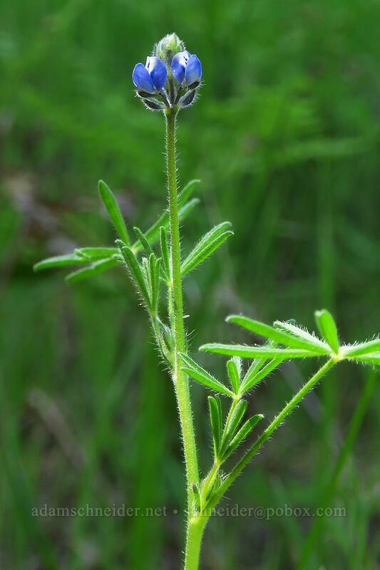 small-flowered lupine (Lupinus polycarpus (Lupinus micranthus)) [Kerby Flat Trail, Rogue River-Siskiyou National Forest, Josephine County, Oregon]