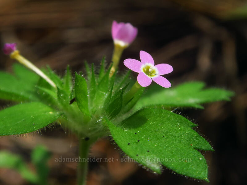 varied-leaf collomia (Collomia heterophylla) [Kerby Flat Trail, Rogue River-Siskiyou National Forest, Josephine County, Oregon]