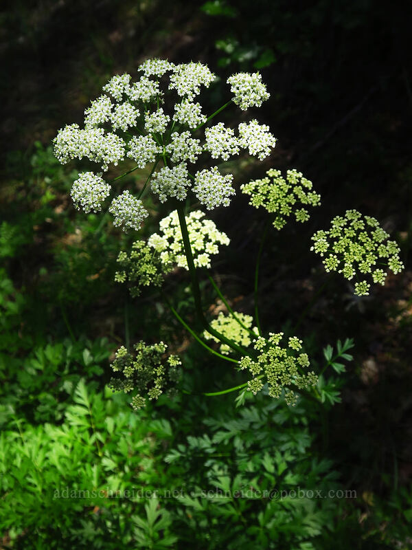 licorice-root (lovage) (Ligusticum sp.) [Kerby Flat Trail, Rogue River-Siskiyou National Forest, Josephine County, Oregon]
