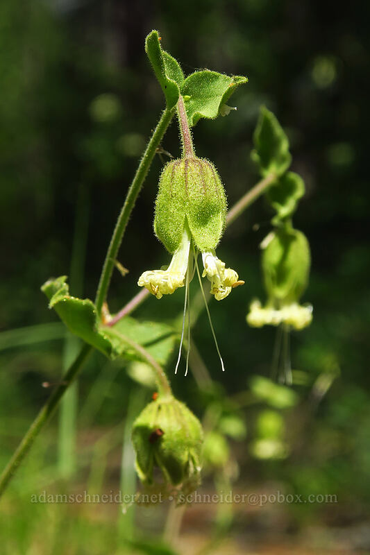 bell catchfly (Silene greenei ssp. greenei (Silene campanulata ssp. glandulosa)) [Kerby Flat Trail, Rogue River-Siskiyou National Forest, Josephine County, Oregon]