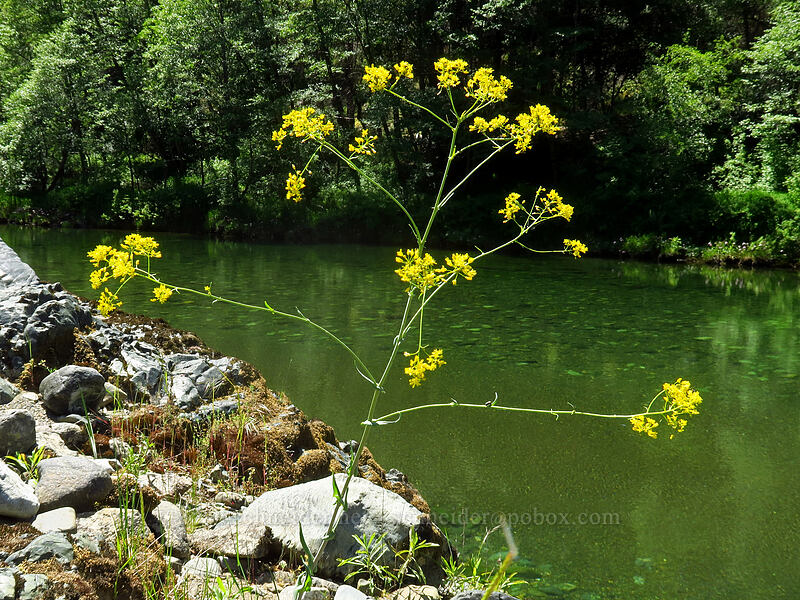 dyer's woad (Isatis tinctoria) [Kerby Flat Trail, Rogue River-Siskiyou National Forest, Josephine County, Oregon]