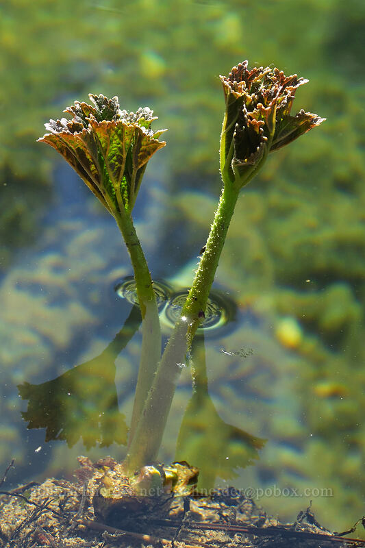 half-submerged Indian rhubarb leaves (Darmera peltata) [Kerby Flat Trail, Rogue River-Siskiyou National Forest, Josephine County, Oregon]