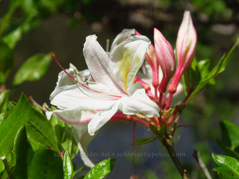 western azalea (Rhododendron occidentale) [Kerby Flat Trail, Rogue River-Siskiyou National Forest, Josephine County, Oregon]