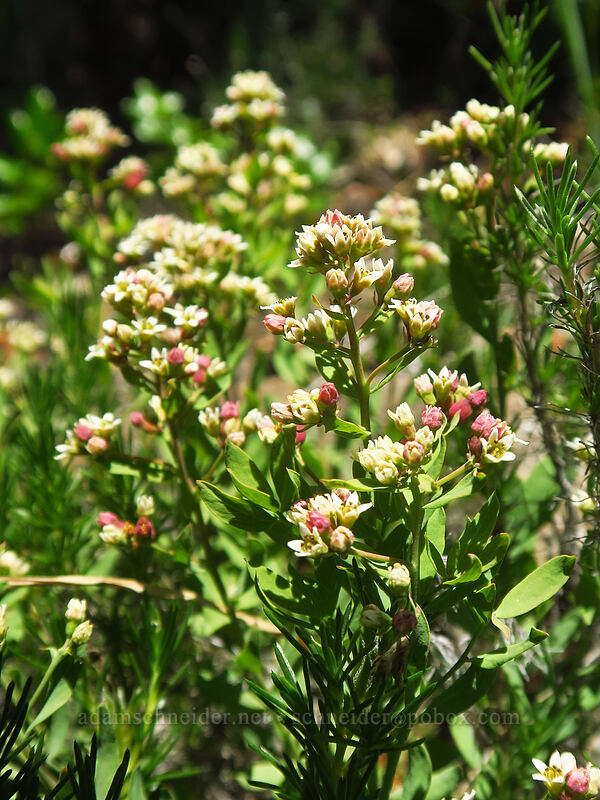 bastard toadflax (Comandra umbellata) [Kerby Flat Trail, Rogue River-Siskiyou National Forest, Josephine County, Oregon]
