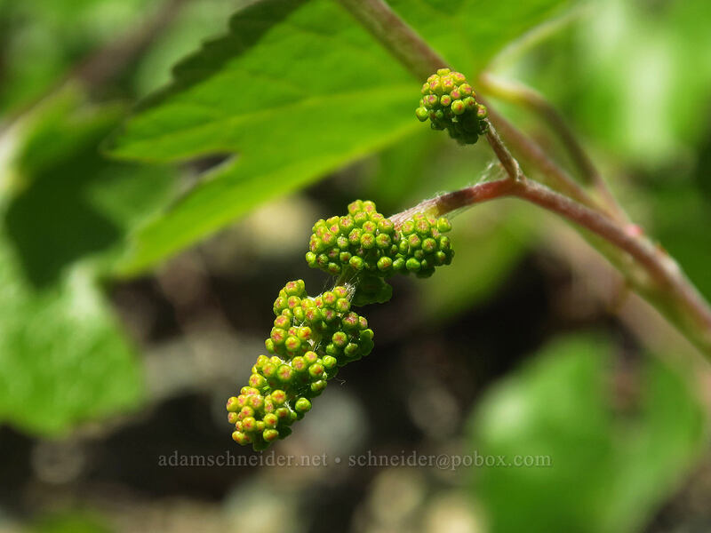 California wild grape, budding (Vitis californica) [Kerby Flat Trail, Rogue River-Siskiyou National Forest, Josephine County, Oregon]