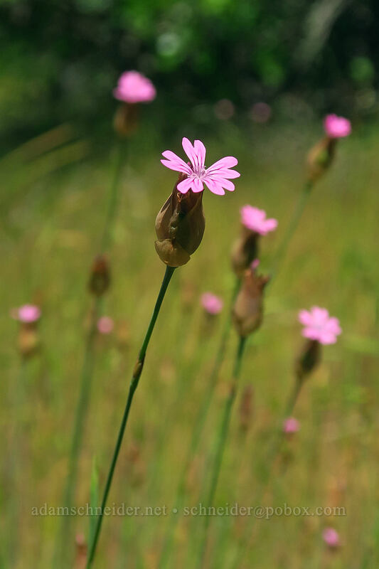 hairy pink (Petrorhagia dubia) [Kerby Flat Trail, Rogue River-Siskiyou National Forest, Josephine County, Oregon]
