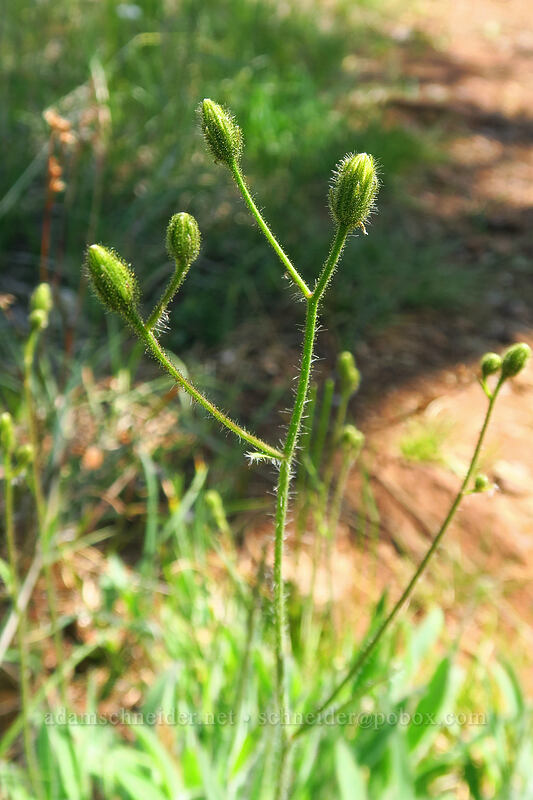 Parry's hawkweed, budding (Hieracium parryi) [Kerby Flat Trail, Rogue River-Siskiyou National Forest, Josephine County, Oregon]