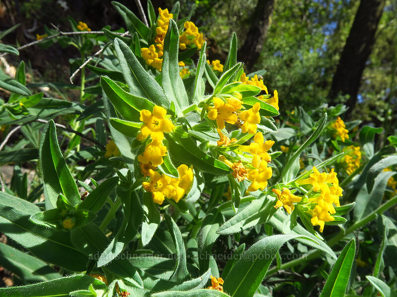 California puccoon (Lithospermum californicum) [Kerby Flat Trail, Rogue River-Siskiyou National Forest, Josephine County, Oregon]