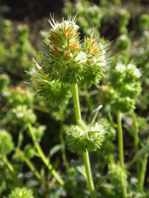 serpentine phacelia (Phacelia corymbosa) [Kerby Flat Trailhead, Rogue River-Siskiyou National Forest, Josephine County, Oregon]