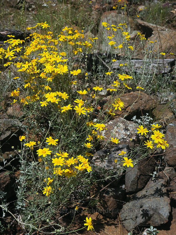 yarrow-leaf Oregon sunshine (Eriophyllum lanatum var. achilleoides) [Illinois River Road, Rogue River-Siskiyou National Forest, Josephine County, Oregon]