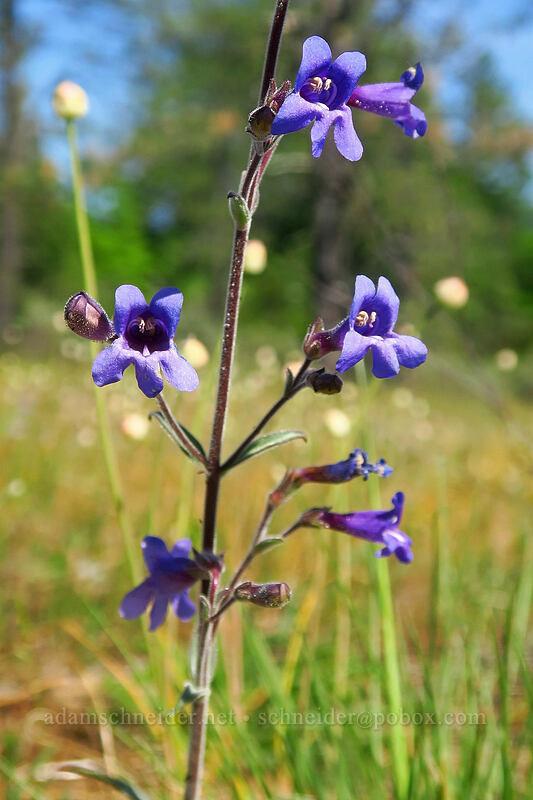 Roezl's penstemon (Penstemon roezlii (Penstemon laetus ssp. roezlii)) [Eight Dollar Mountain ACEC, Josephine County, Oregon]