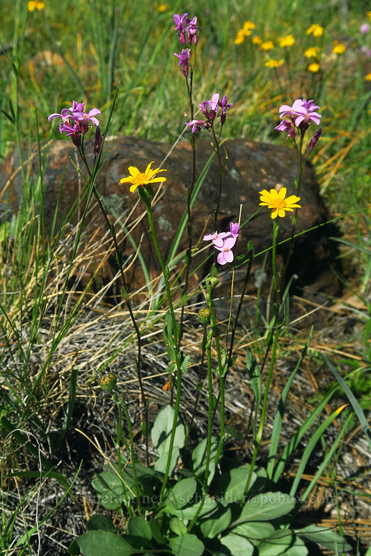 waldo rock-cress & serpentine groundsel (Arabis aculeolata, Packera hesperia (Senecio hesperius)) [Eight Dollar Mountain ACEC, Josephine County, Oregon]