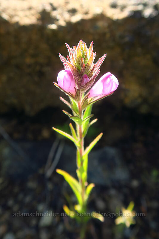 rosy owl's-clover (Orthocarpus bracteosus) [Eight Dollar Mountain ACEC, Josephine County, Oregon]