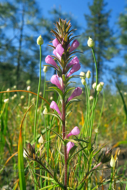 rosy owl's-clover & slim-leaf onion (Orthocarpus bracteosus, Allium amplectens) [Eight Dollar Mountain ACEC, Josephine County, Oregon]