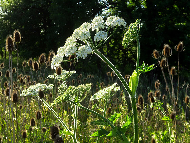 cow parsnip & teasel (Heracleum maximum, Dipsacus fullonum) [Popcorn Swale Nature Preserve, Douglas County, Oregon]
