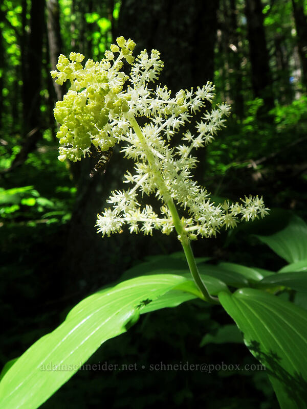 feathery false solomon's-seal (Maianthemum racemosum ssp. amplexicaule (Smilacina racemosa)) [Buck Creek Trail, Klickitat County, Washington]