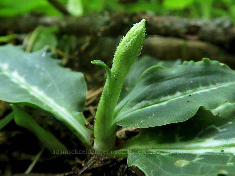 rattlesnake-plantain shoot (Goodyera oblongifolia) [Buck Creek Trail, Klickitat County, Washington]