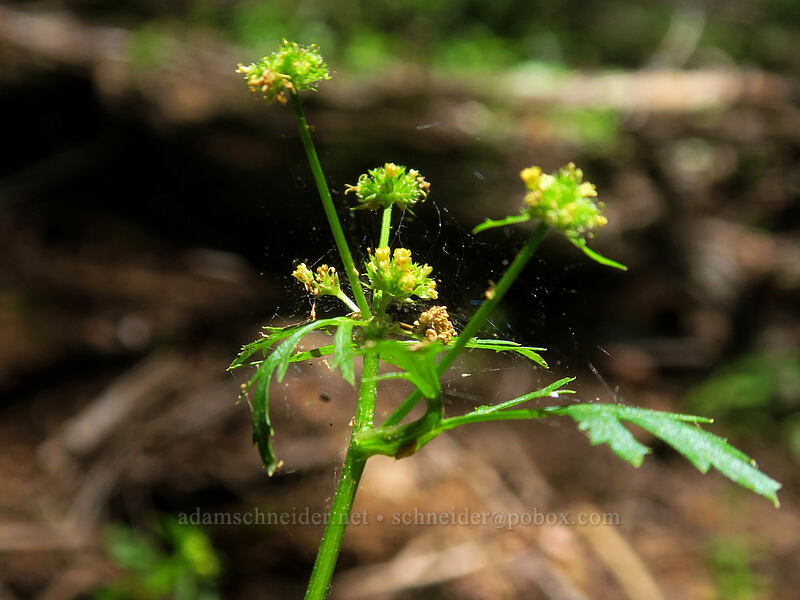 northern sanicle (Sanicula graveolens) [Buck Creek Trail, Klickitat County, Washington]