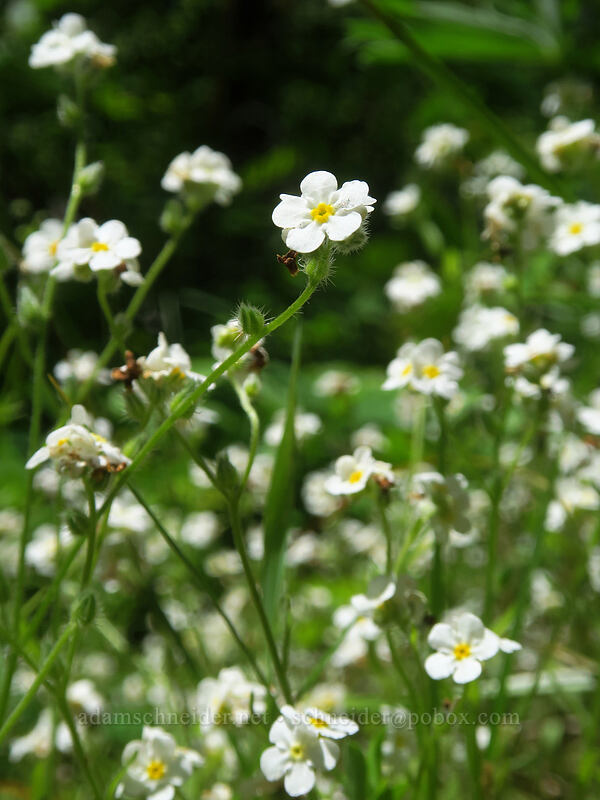 large-flowered cryptantha (Cryptantha intermedia) [Buck Creek Trail, Klickitat County, Washington]