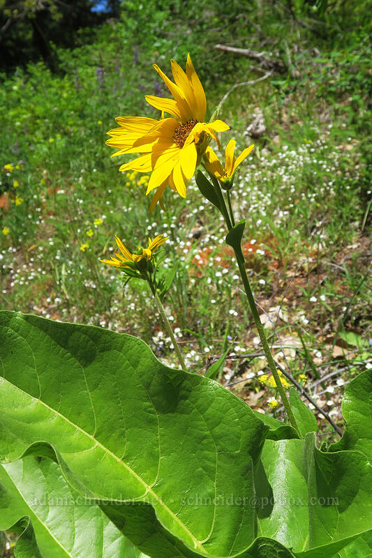 balsamroot (Balsamorhiza sp.) [Buck Creek Trail, Klickitat County, Washington]