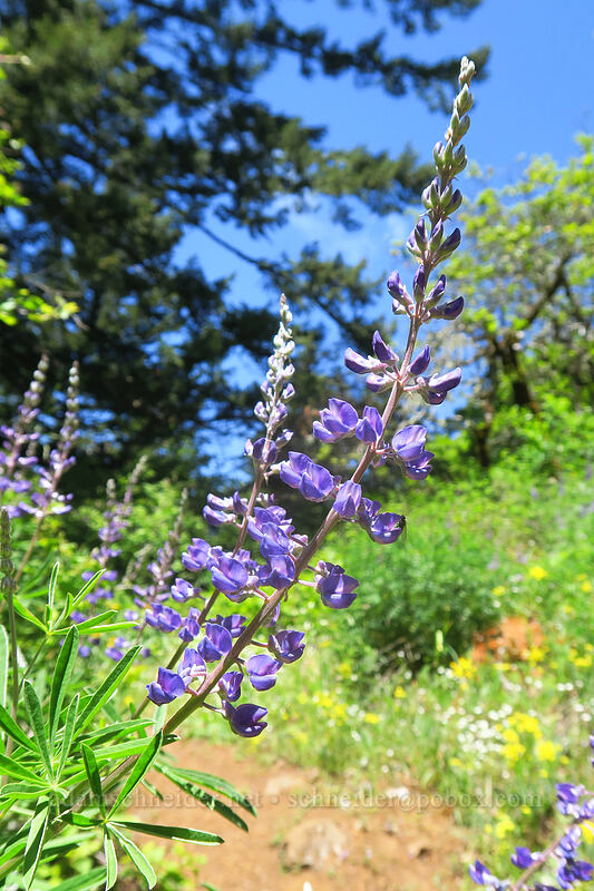 spurred lupines (Lupinus arbustus) [Buck Creek Trail, Klickitat County, Washington]