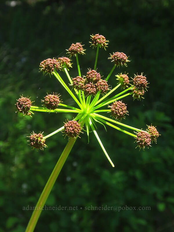 fern-leaf desert parsley (Lomatium dissectum var. dissectum) [Buck Creek Trail, Klickitat County, Washington]
