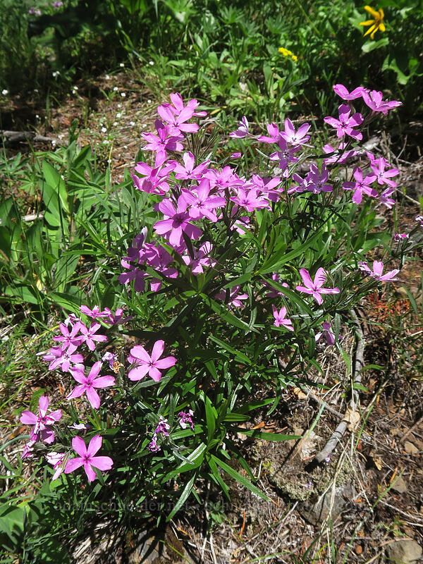 showy phlox (Phlox speciosa) [Buck Creek Trail, Klickitat County, Washington]