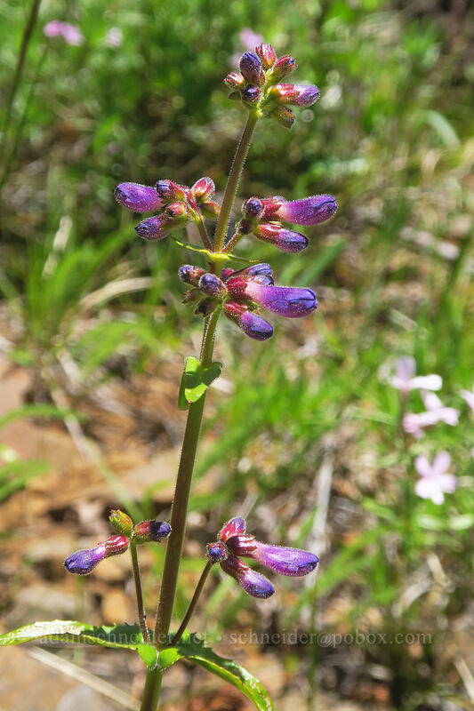 fine-tooth penstemon, budding (Penstemon subserratus) [Buck Creek Trail, Klickitat County, Washington]