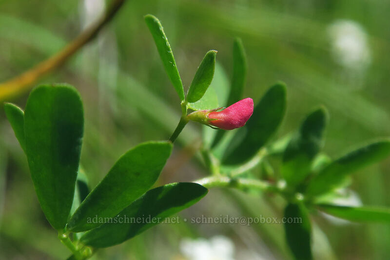 small-flowered lotus (Acmispon parviflorus (Lotus micranthus)) [Buck Creek Trail, Klickitat County, Washington]