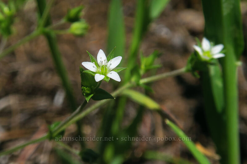 thyme-leaf sandwort (Arenaria serpyllifolia) [Buck Creek Trail, Klickitat County, Washington]