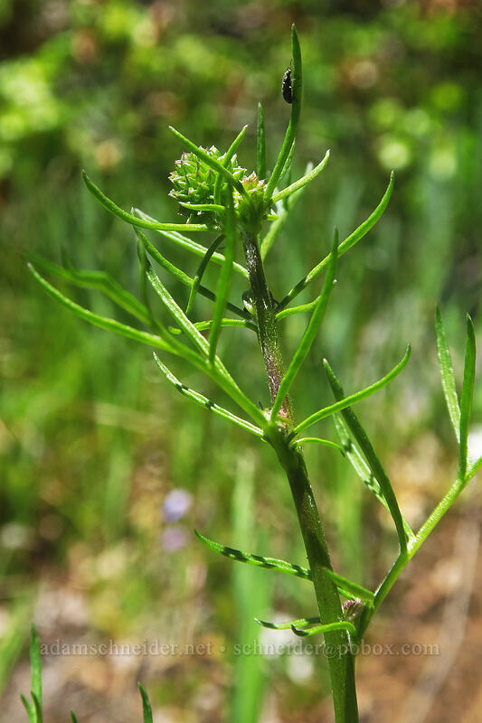 blue-head gilia, budding (Gilia capitata) [Buck Creek Trail, Klickitat County, Washington]