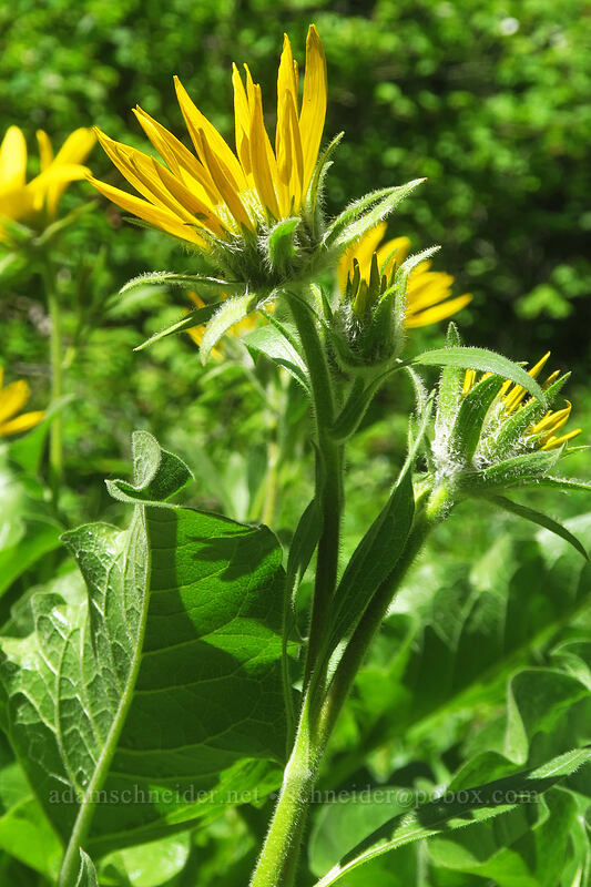 Carey's balsamroot (Balsamorhiza careyana) [Buck Creek Trail, Klickitat County, Washington]