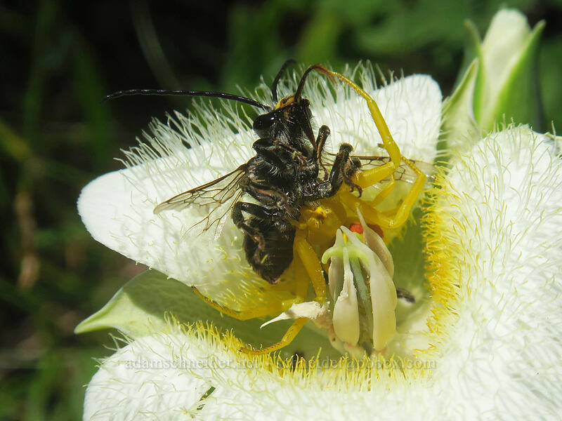 crab spider eating a bee on a mariposa lily (Misumena vatia, Calochortus subalpinus) [Buck Creek Trail, Klickitat County, Washington]