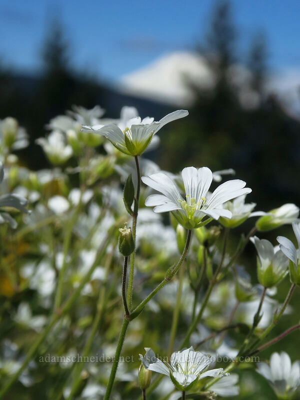 field chickweed (Cerastium arvense) [Nestor Peak, Klickitat County, Washington]