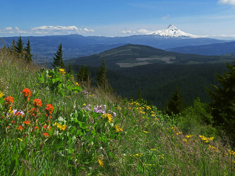 wildflowers & Mt. Hood [Nestor Peak, Klickitat County, Washington]