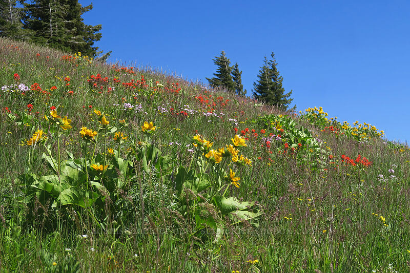 wildflowers [Nestor Peak, Klickitat County, Washington]