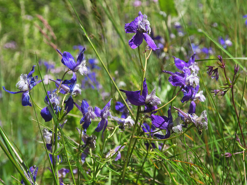 upland larkspur (Delphinium nuttallianum) [Nestor Peak, Klickitat County, Washington]
