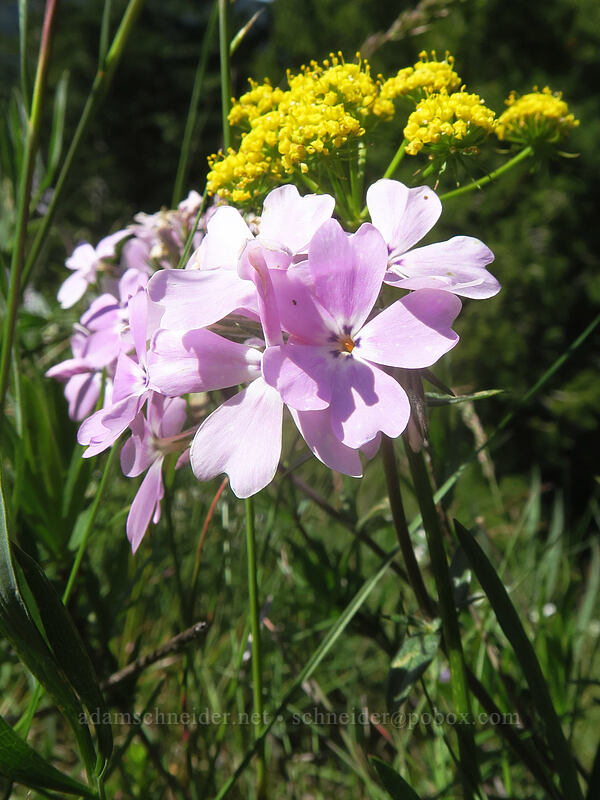 showy phlox & nine-leaf desert parsley (Phlox speciosa, Lomatium triternatum) [Nestor Peak, Klickitat County, Washington]