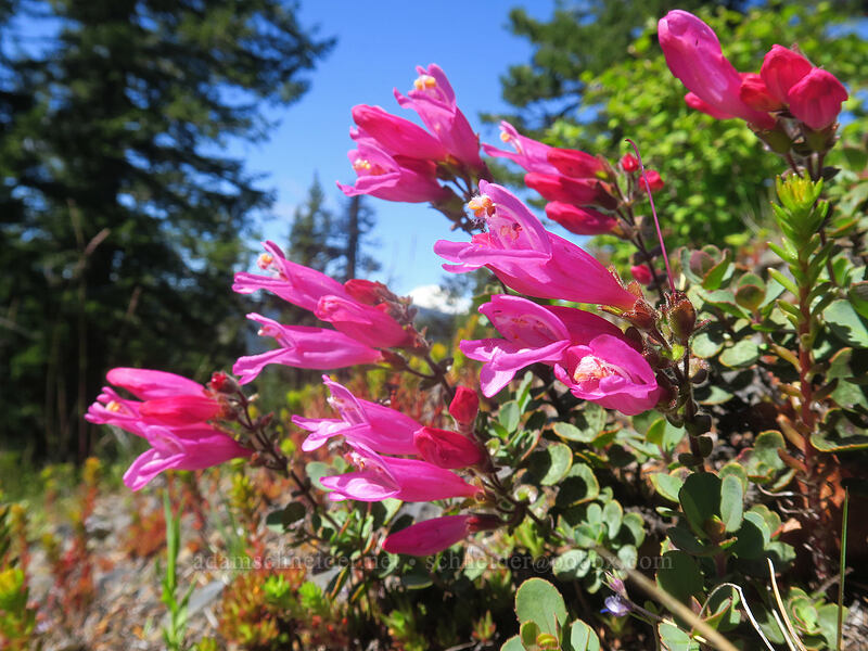 cliff penstemon (Penstemon rupicola) [Nestor Peak, Klickitat County, Washington]
