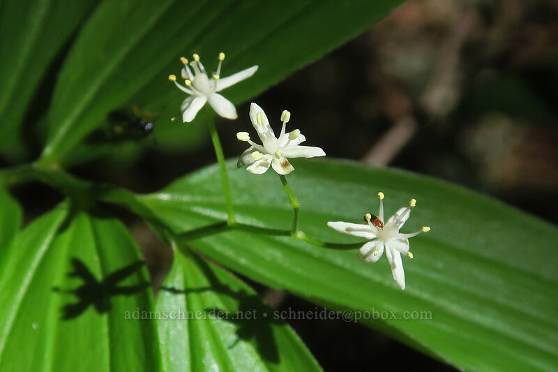 starry false solomon's-seal (Maianthemum stellatum (Smilacina stellata)) [N-1600 Road, Klickitat County, Washington]