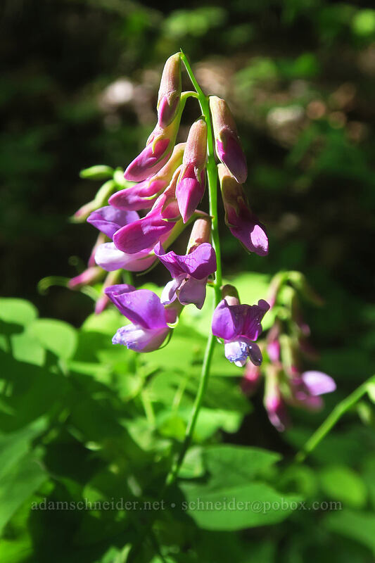leafy pea (Lathyrus polyphyllus) [N-1000 Road, Klickitat County, Washington]