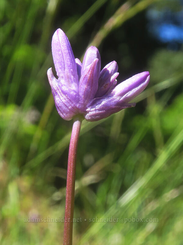 fork-tooth ookow, budding (Dichelostemma congestum (Brodiaea congesta)) [N-1000 Road, Klickitat County, Washington]
