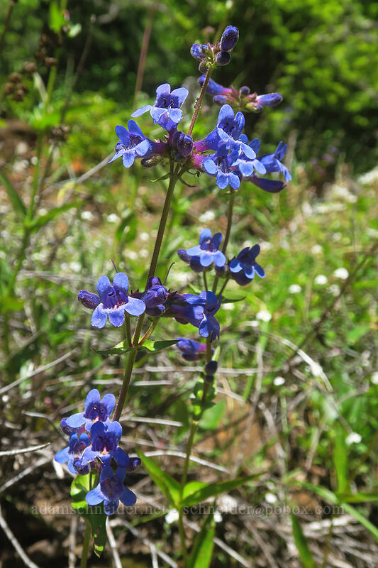 fine-tooth penstemon (Penstemon subserratus) [N-1000 Road, Klickitat County, Washington]