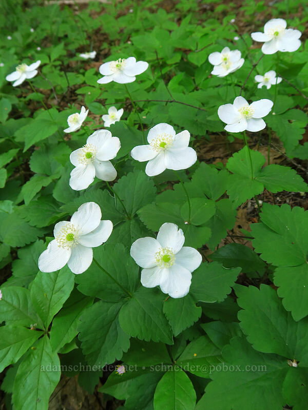 Columbia windflowers (Anemone deltoidea (Anemonastrum deltoideum)) [N-1000 Road, Klickitat County, Washington]