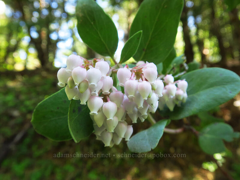 Columbia manzanita (Arctostaphylos columbiana) [Sexton Mountain, Josephine County, Oregon]