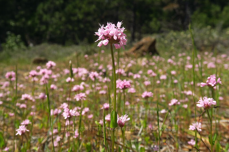 rosy plectritis (Plectritis congesta) [Sexton Mountain, Josephine County, Oregon]