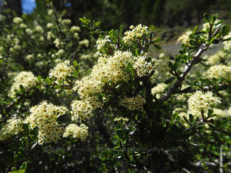 buck-brush (Ceanothus cuneatus) [Sexton Mountain, Josephine County, Oregon]