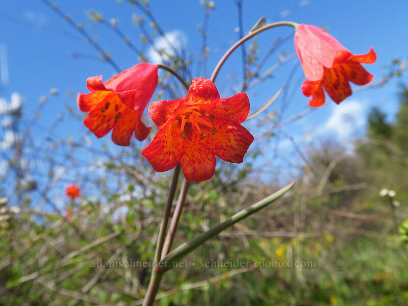 scarlet fritillary (Fritillaria recurva) [Sexton Mountain summit, Josephine County, Oregon]